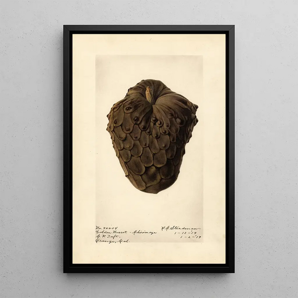 Annona cherimola Golden Russet - Royal Charles Steadman — framed artwork on a wall