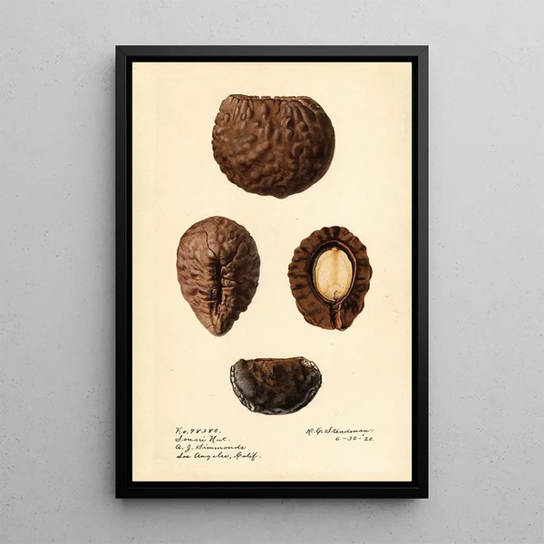 Caryocar nuciferum Souari Nut - Royal Charles Steadman — framed artwork on a wall