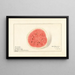 Citrullus lanatus Tom Watson - Royal Charles Steadman — framed artwork on a wall