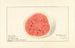 Citrullus lanatus Tom Watson - Royal Charles Steadman — artwork view