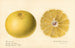 Citrus paradisi Dorothy Seedless - Royal Charles Steadman — artwork view
