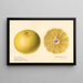 Citrus paradisi Dorothy Seedless - Royal Charles Steadman — framed artwork on a wall