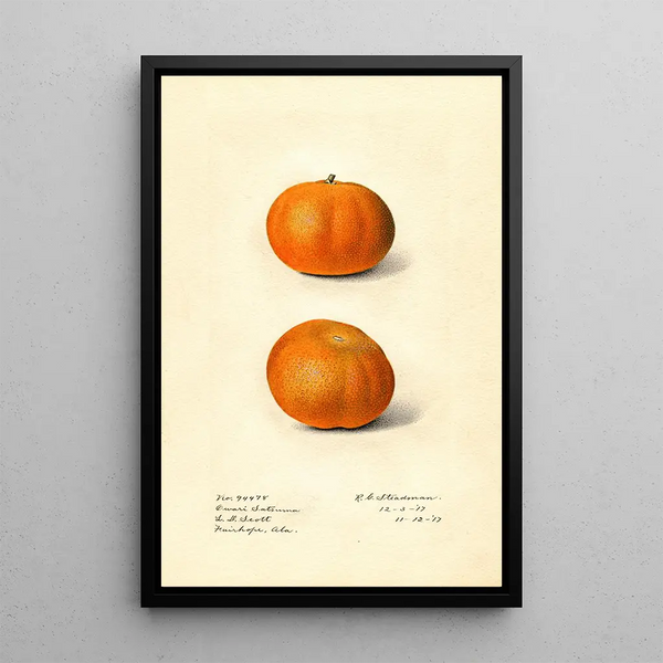 Citrus sinensis Owari Satsuma - Royal Charles Steadman — framed artwork on a wall