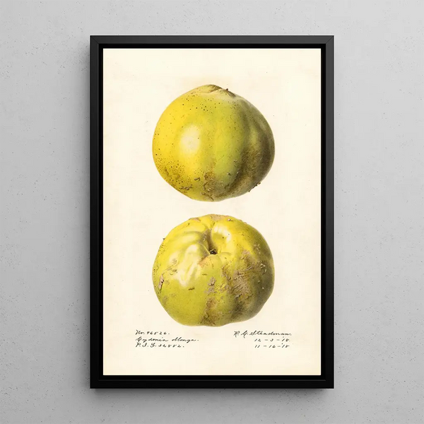 Cydonia oblonga Cydonia oblonga - Royal Charles Steadman — framed artwork on a wall