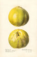 Cydonia oblonga Cydonia oblonga - Royal Charles Steadman — artwork view