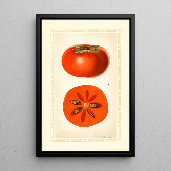 Diospyros Fuyu - Royal Charles Steadman — framed artwork on a wall