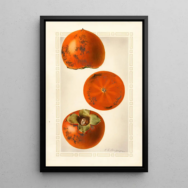 Diospyros Tane Nashi - Royal Charles Steadman — framed artwork on a wall