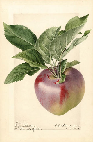 Royal Charles Steadman - Malus domestica Decarie.webp