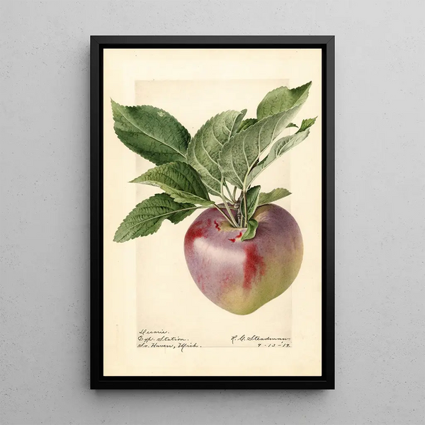 Malus domestica Decarie - Royal Charles Steadman — framed artwork on a wall