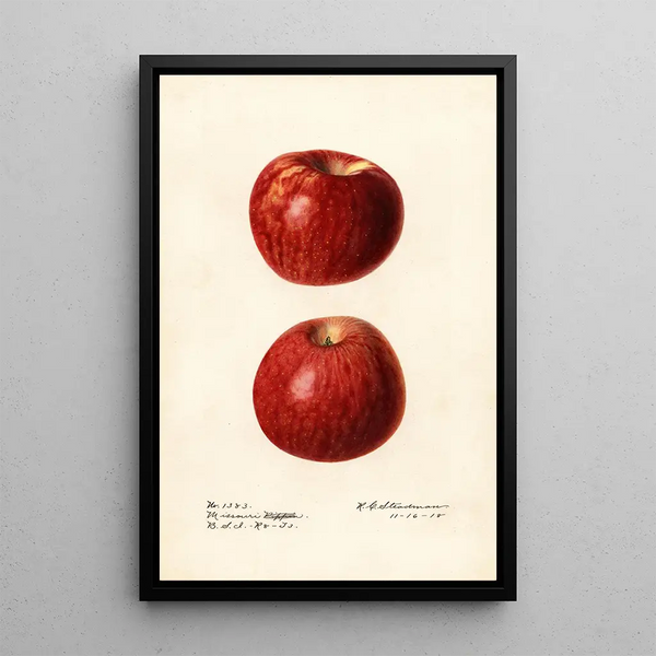 Malus domestica Missouri Pippin - Royal Charles Steadman | Painting — framed artwork on a wall