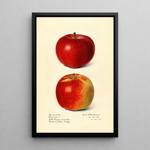 Malus domestica Oranco - Royal Charles Steadman — framed artwork on a wall
