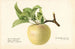 Malus domestica Sweet Bough - Royal Charles Steadman — artwork view