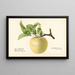 Malus domestica Sweet Bough - Royal Charles Steadman — framed artwork on a wall