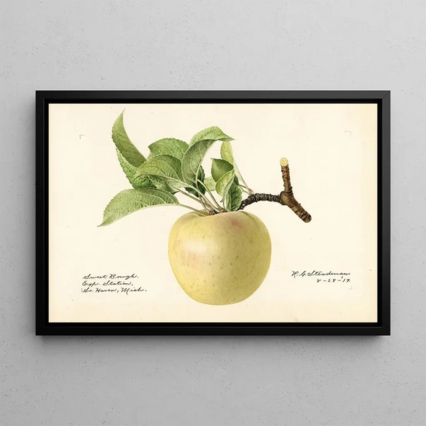 Malus domestica Sweet Bough - Royal Charles Steadman — framed artwork on a wall