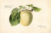 Malus domestica Yellow Transparent - Royal Charles Steadman — artwork view