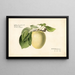 Malus domestica Yellow Transparent - Royal Charles Steadman — framed artwork on a wall