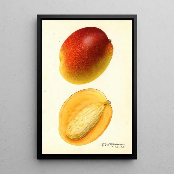Mangifera indica Hayden - Royal Charles Steadman - Royal Charles Steadman — framed artwork on a wall
