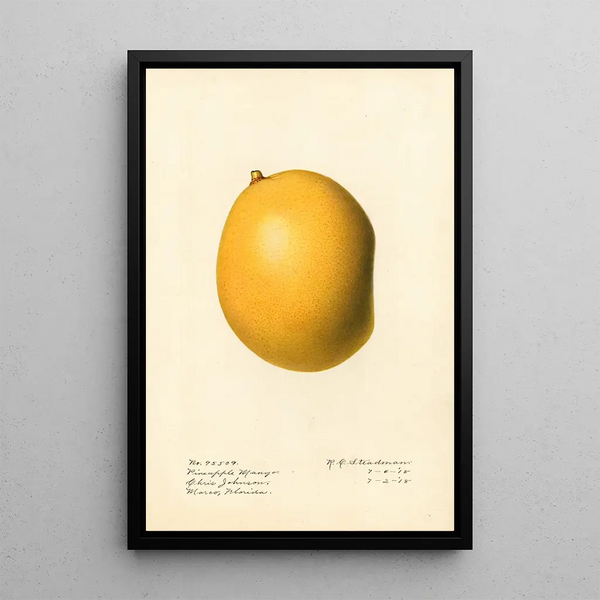 Mangifera indica Pineapple Mango - Royal Charles Steadman - Royal Charles Steadman — framed artwork on a wall