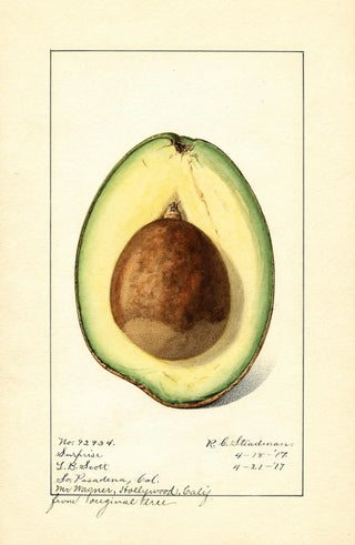 Royal Charles Steadman - Persea Surprise.webp