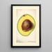 Persea Waldin - Royal Charles Steadman - Royal Charles Steadman — framed artwork on a wall