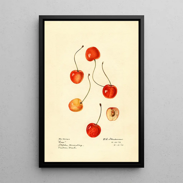 Prunus avium Cass - Royal Charles Steadman - Royal Charles Steadman — framed artwork on a wall