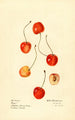 Prunus avium Cass - Royal Charles Steadman - Royal Charles Steadman — artwork view