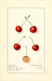 Prunus avium Northwest - Royal Charles Steadman - Royal Charles Steadman — artwork view