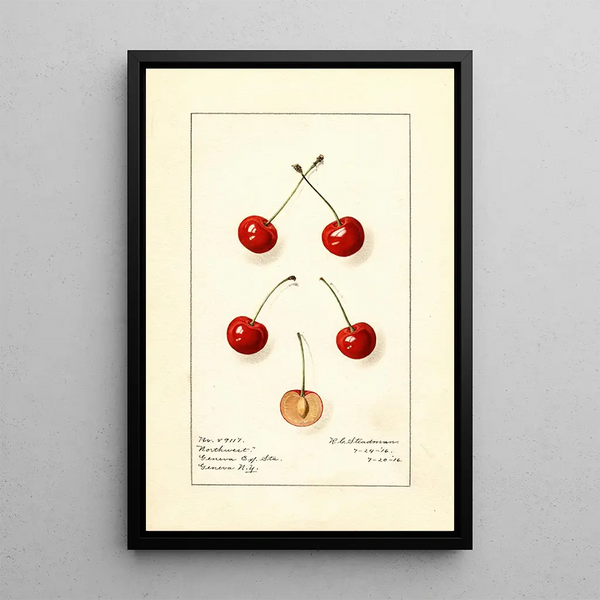 Prunus avium Northwest - Royal Charles Steadman - Royal Charles Steadman — framed artwork on a wall
