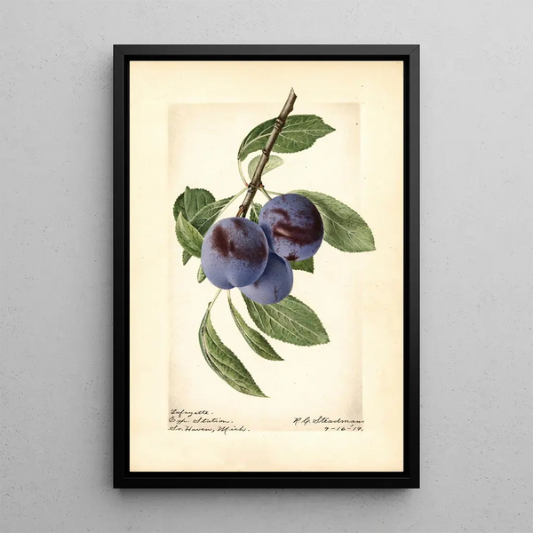 Prunus domestica Lafayette - Royal Charles Steadman - Royal Charles Steadman — framed artwork on a wall