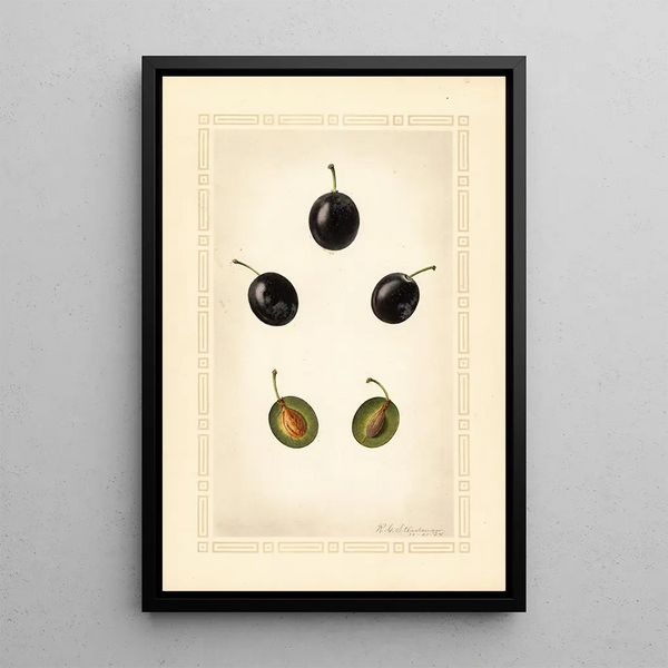 Prunus domestica Mackinan - Royal Charles Steadman - Royal Charles Steadman — framed artwork on a wall