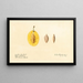 Prunus domestica, Aubert jaune - Royal Charles Steadman — framed artwork on a wall