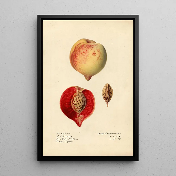 Prunus persica - Royal Charles Steadman - Royal Charles Steadman — framed artwork on a wall