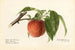 Prunus persica Admiral Dewey - Royal Charles Steadman — artwork view