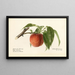 Prunus persica Admiral Dewey - Royal Charles Steadman — framed artwork on a wall