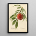 Prunus persica Alexander - Royal Charles Steadman - Royal Charles Steadman — framed artwork on a wall