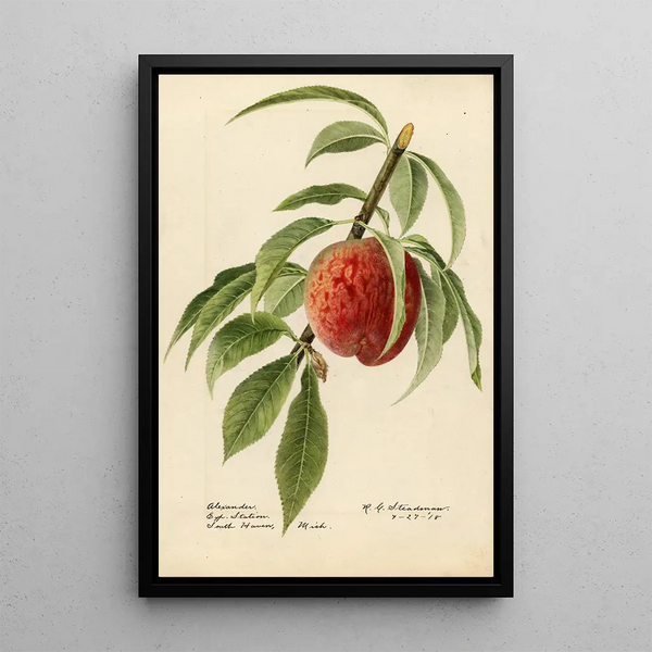Prunus persica Alexander - Royal Charles Steadman - Royal Charles Steadman — framed artwork on a wall