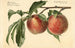 Prunus persica Carman - Royal Charles Steadman — artwork view