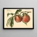 Prunus persica Carman - Royal Charles Steadman — framed artwork on a wall
