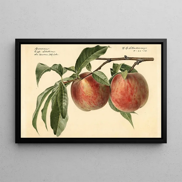 Prunus persica Carman - Royal Charles Steadman — framed artwork on a wall