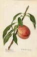 Prunus persica Mayflower - Royal Charles Steadman - Royal Charles Steadman — artwork view