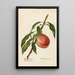 Prunus persica Mayflower - Royal Charles Steadman - Royal Charles Steadman — framed artwork on a wall