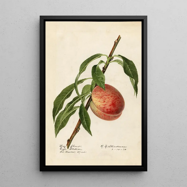 Prunus persica Mayflower - Royal Charles Steadman - Royal Charles Steadman — framed artwork on a wall