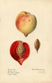Prunus persica - Royal Charles Steadman - Royal Charles Steadman — artwork view