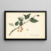 Pyrus communis - Royal Charles Steadman — framed artwork on a wall