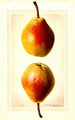 Pyrus communis Clapps Favorite - Royal Charles Steadman - Royal Charles Steadman — artwork view