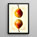 Pyrus communis Clapps Favorite - Royal Charles Steadman - Royal Charles Steadman — framed artwork on a wall
