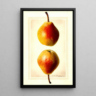 Royal Charles Steadman - Pyrus communis Clapps Favorite.webp