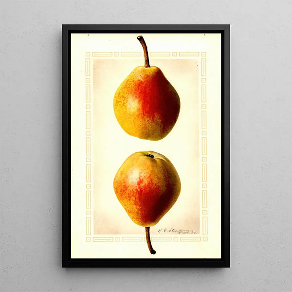 Pyrus communis Clapps Favorite - Royal Charles Steadman - Royal Charles Steadman — framed artwork on a wall