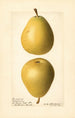Pyrus communis Groveland - Royal Charles Steadman - Royal Charles Steadman — artwork view