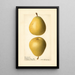 Pyrus communis Groveland - Royal Charles Steadman - Royal Charles Steadman — framed artwork on a wall